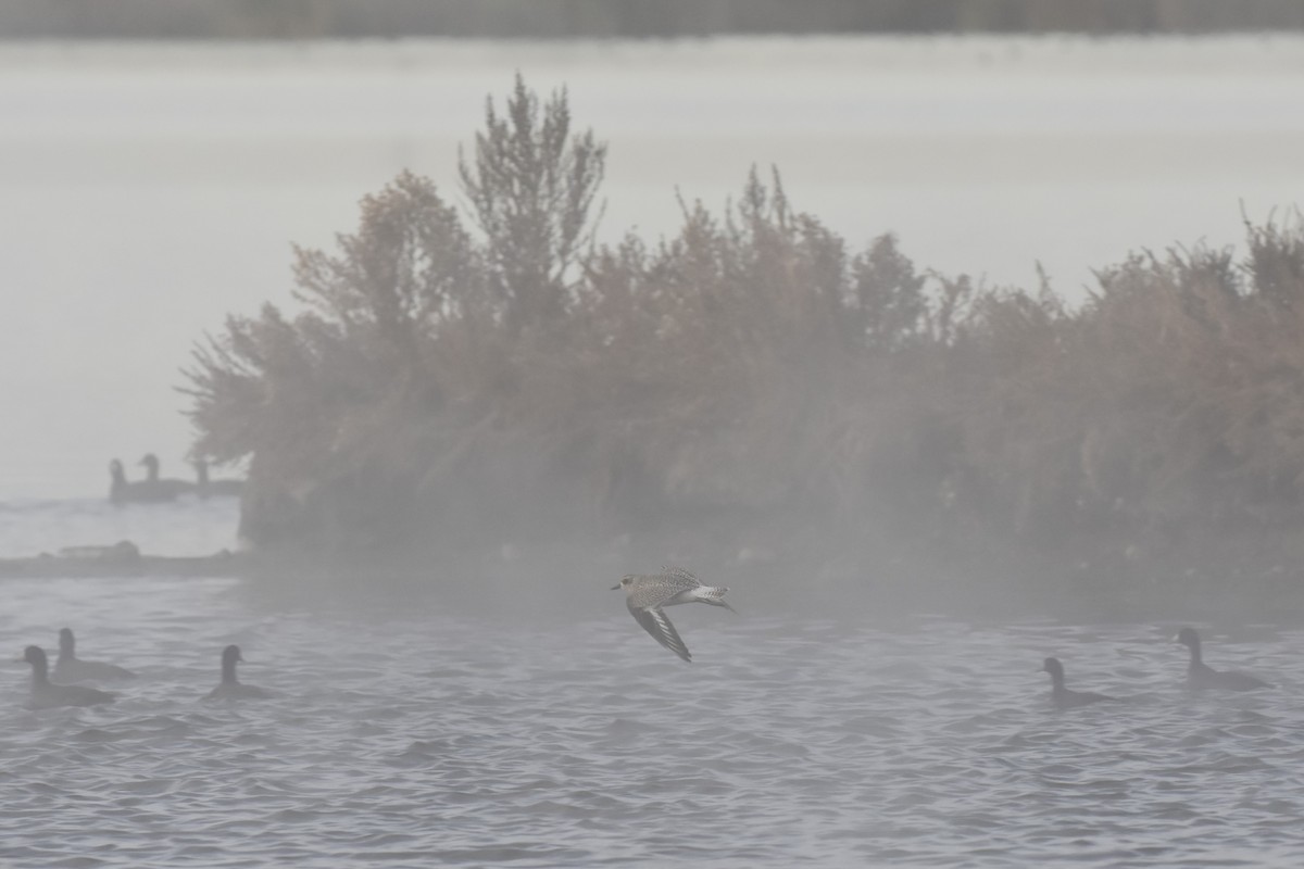 Black-bellied Plover - ML644670114