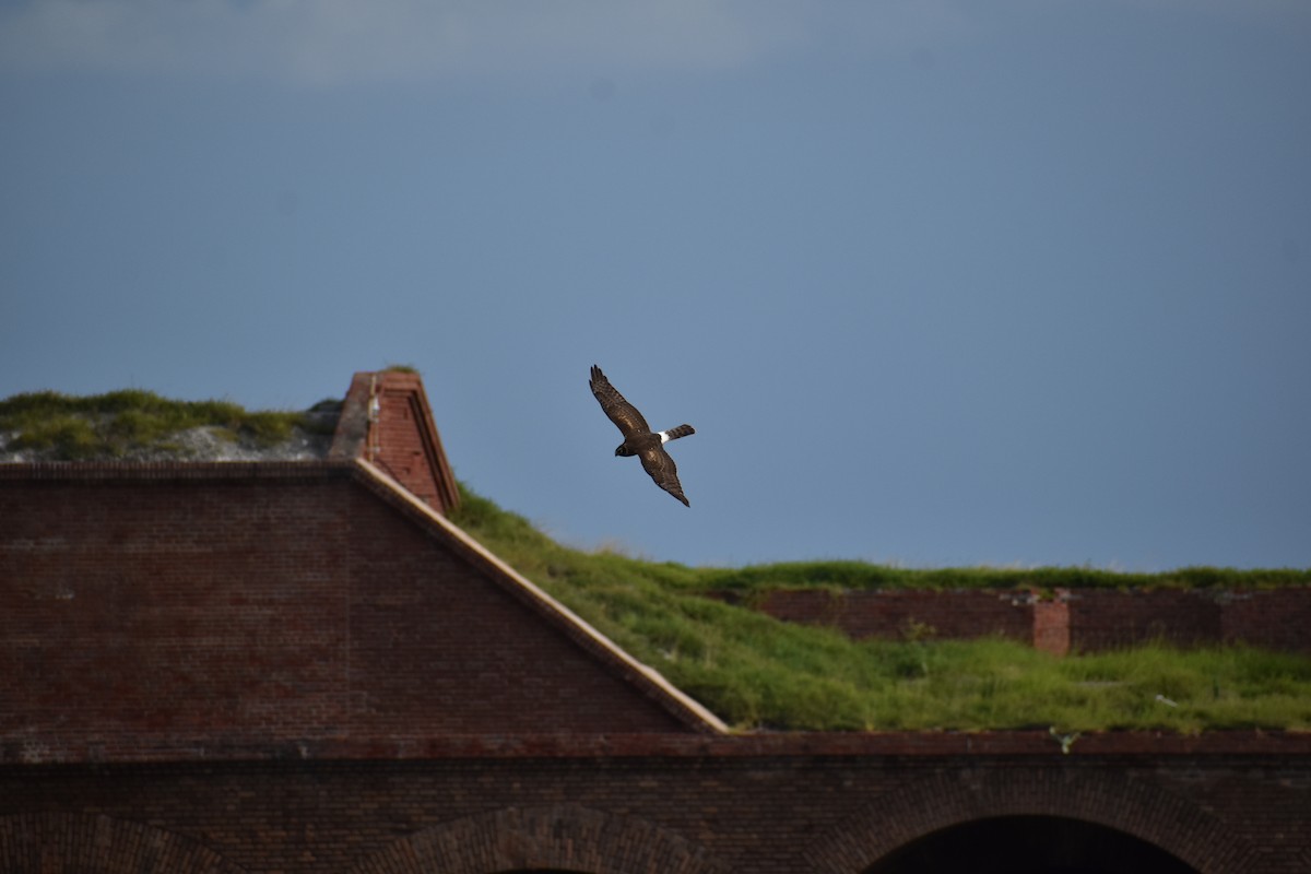 Busard des marais - ML644670117