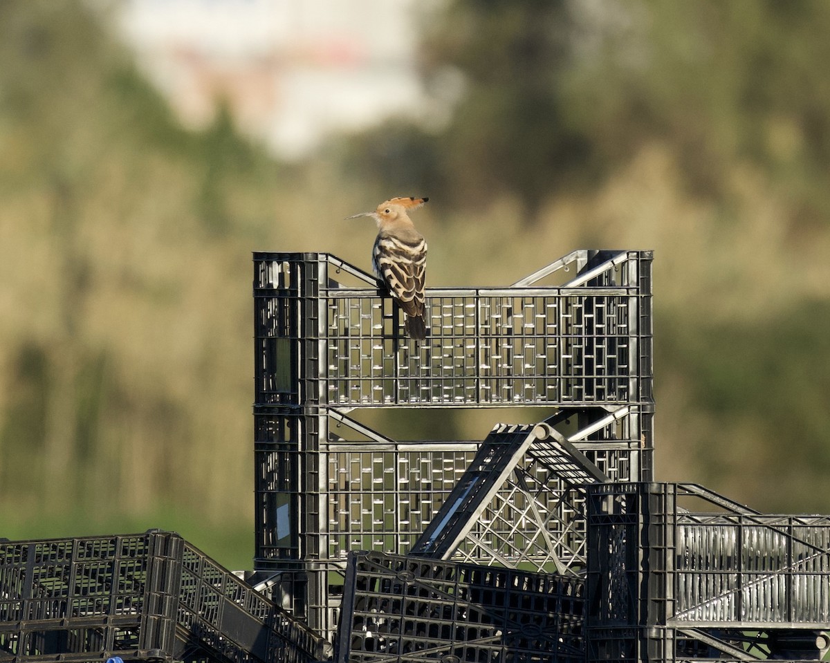 Huppe fasciée - ML644670118