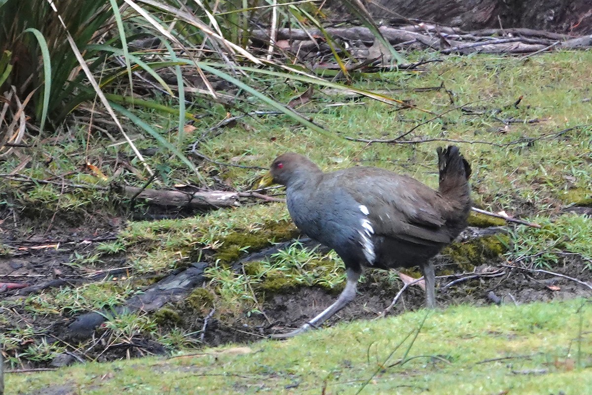 Tasmanian Nativehen - ML644670125