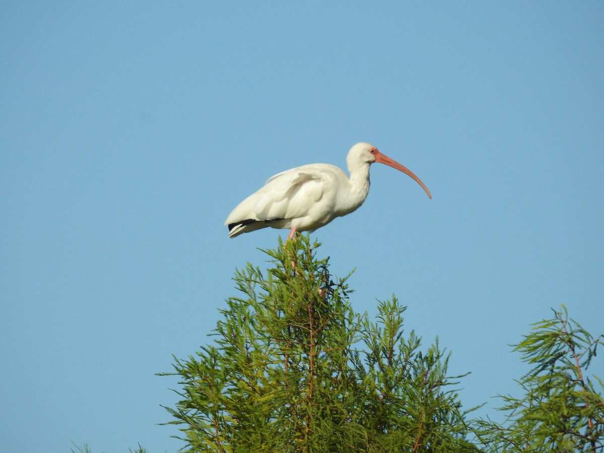 Ak Aynak - ML644670127