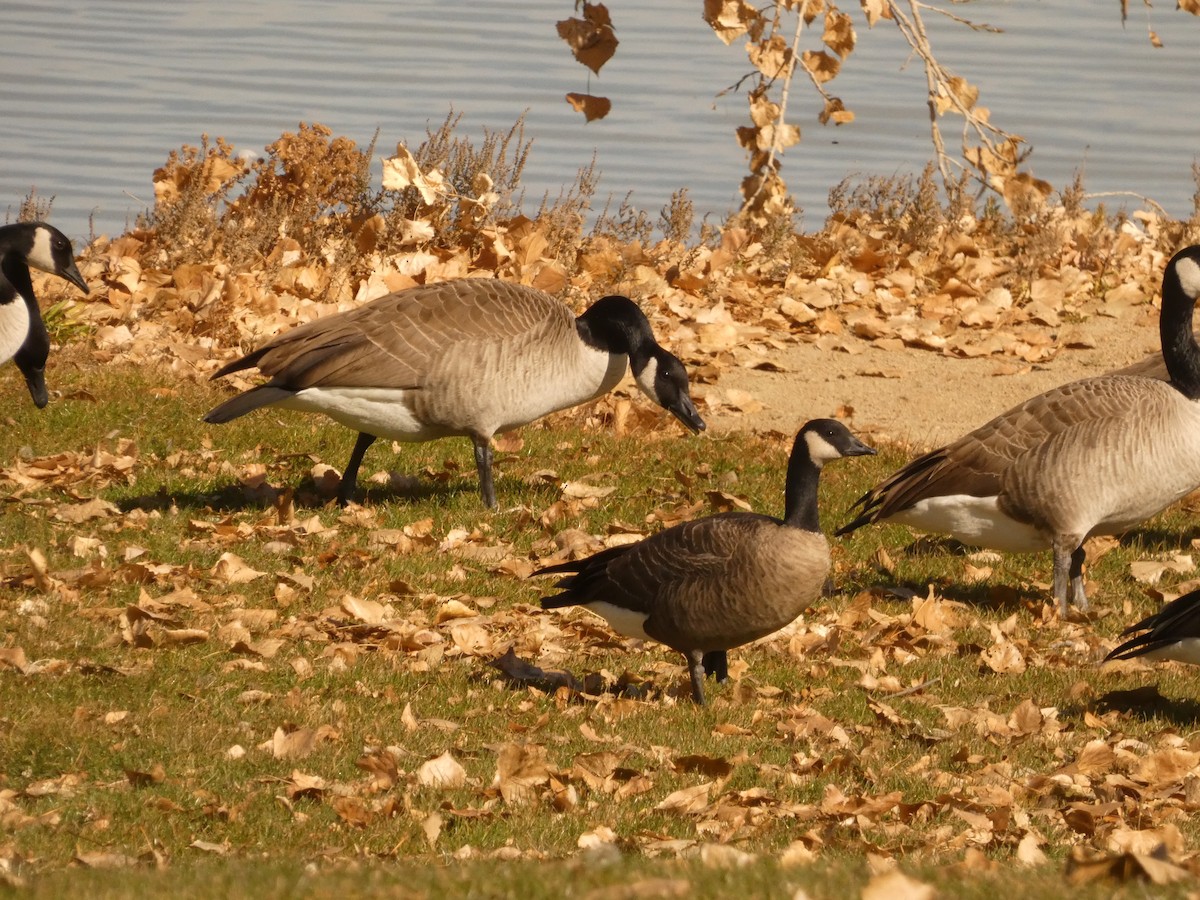 polargås - ML644670129