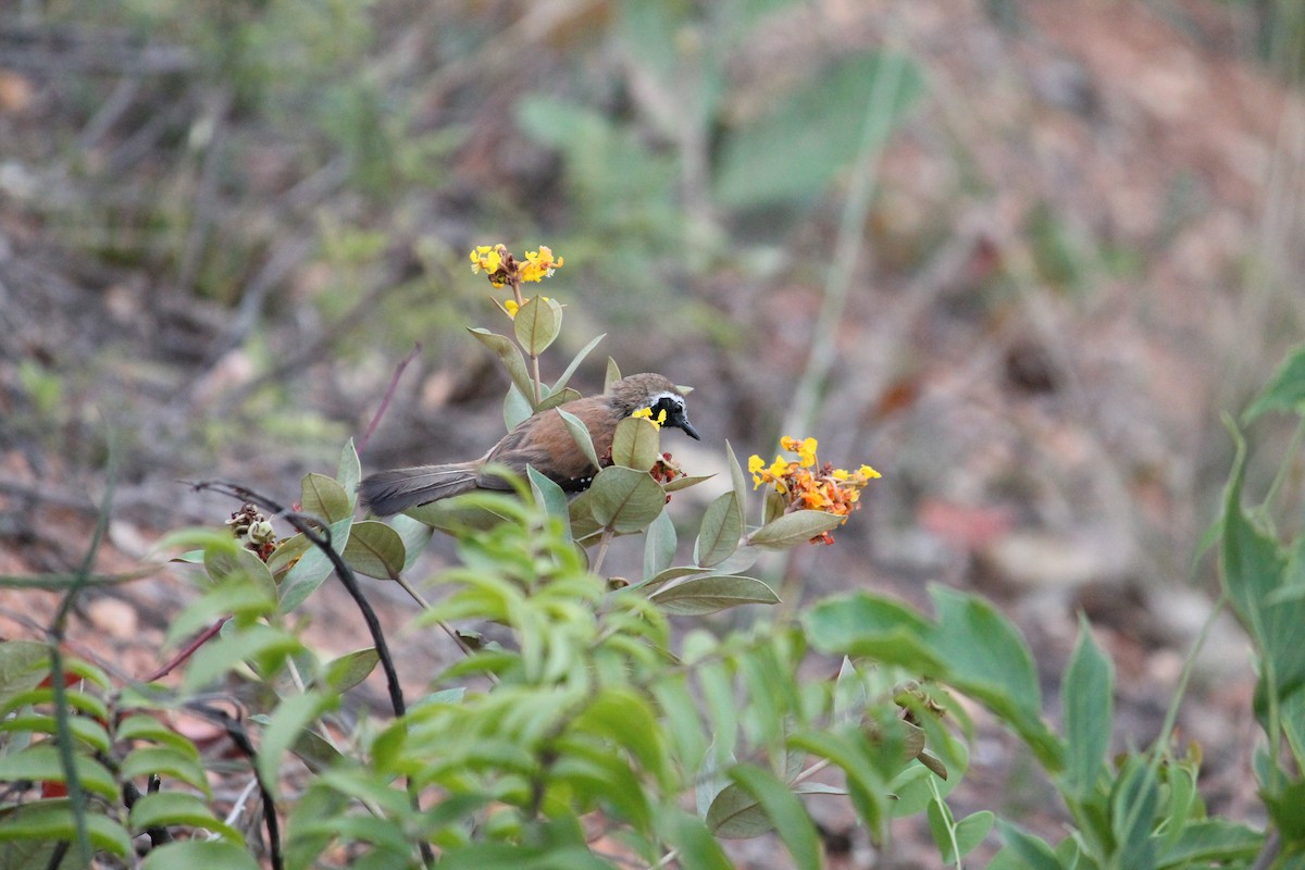 ムナグロアリサザイ - ML644670130