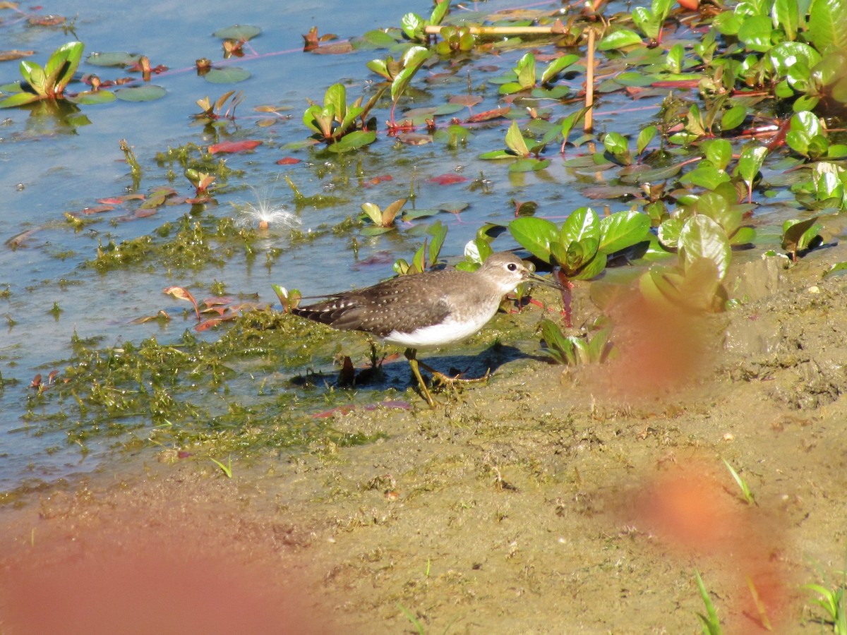 Solitary Sandpiper - ML644670136