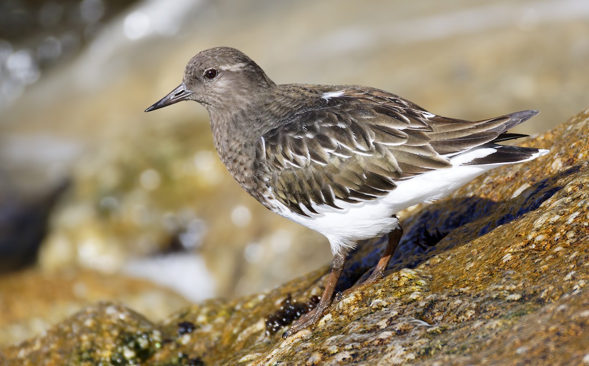 Black Turnstone - ML644670144