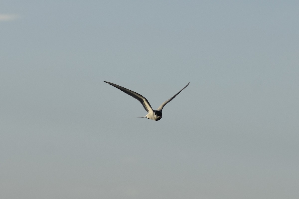 Arctic Tern - ML644670145