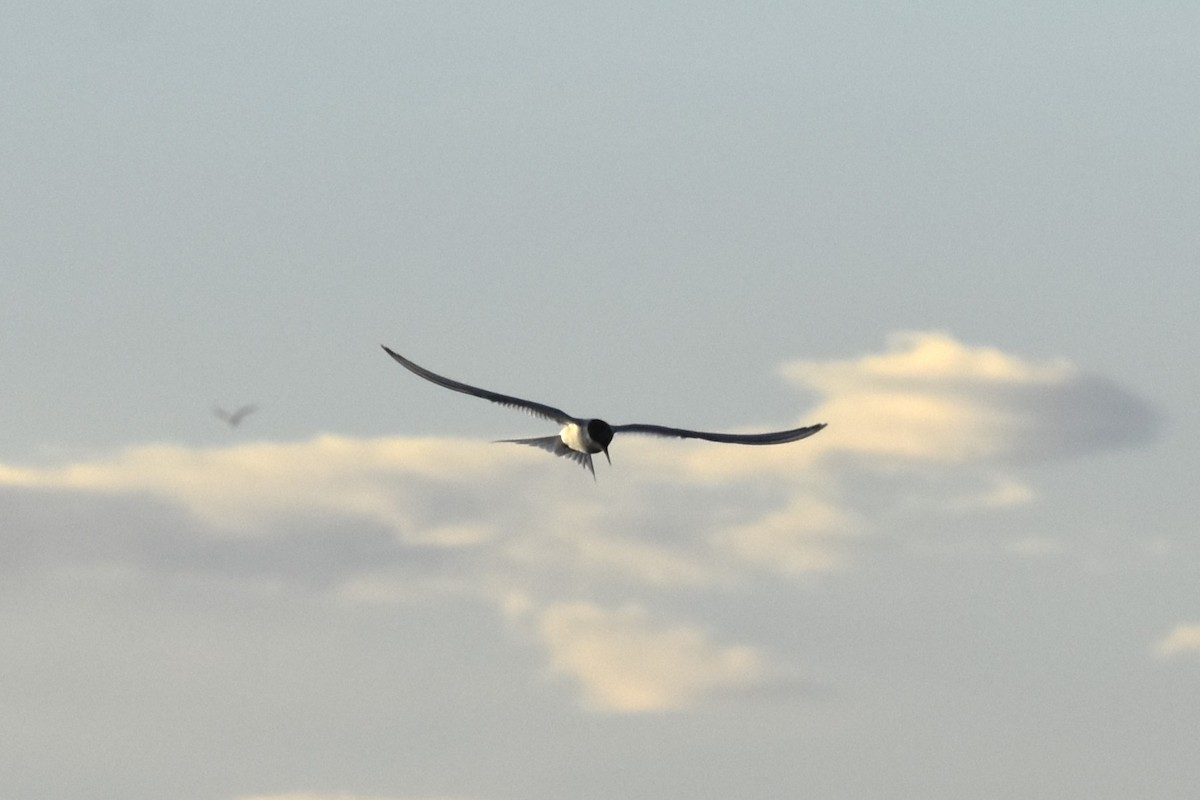 Arctic Tern - ML644670146
