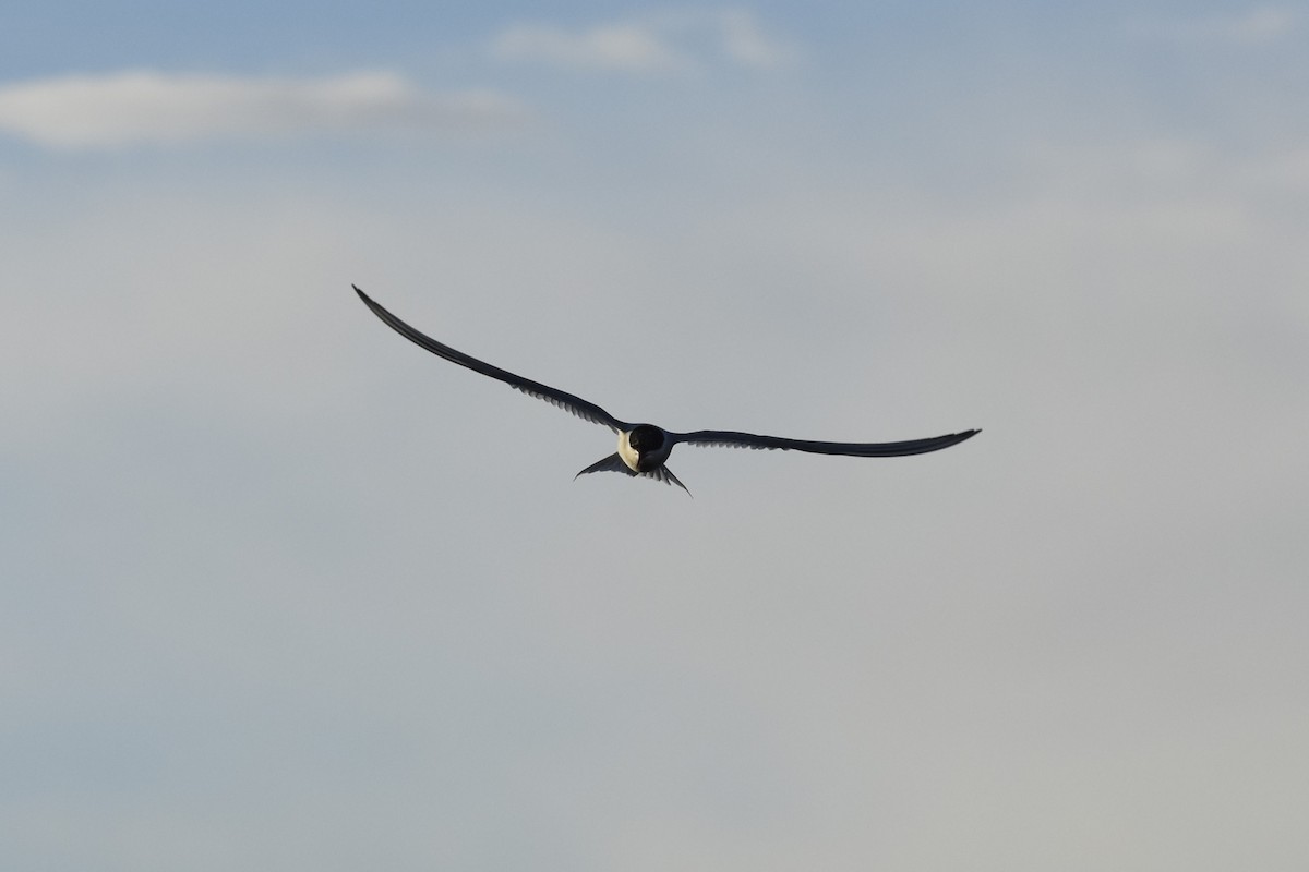 Arctic Tern - ML644670147