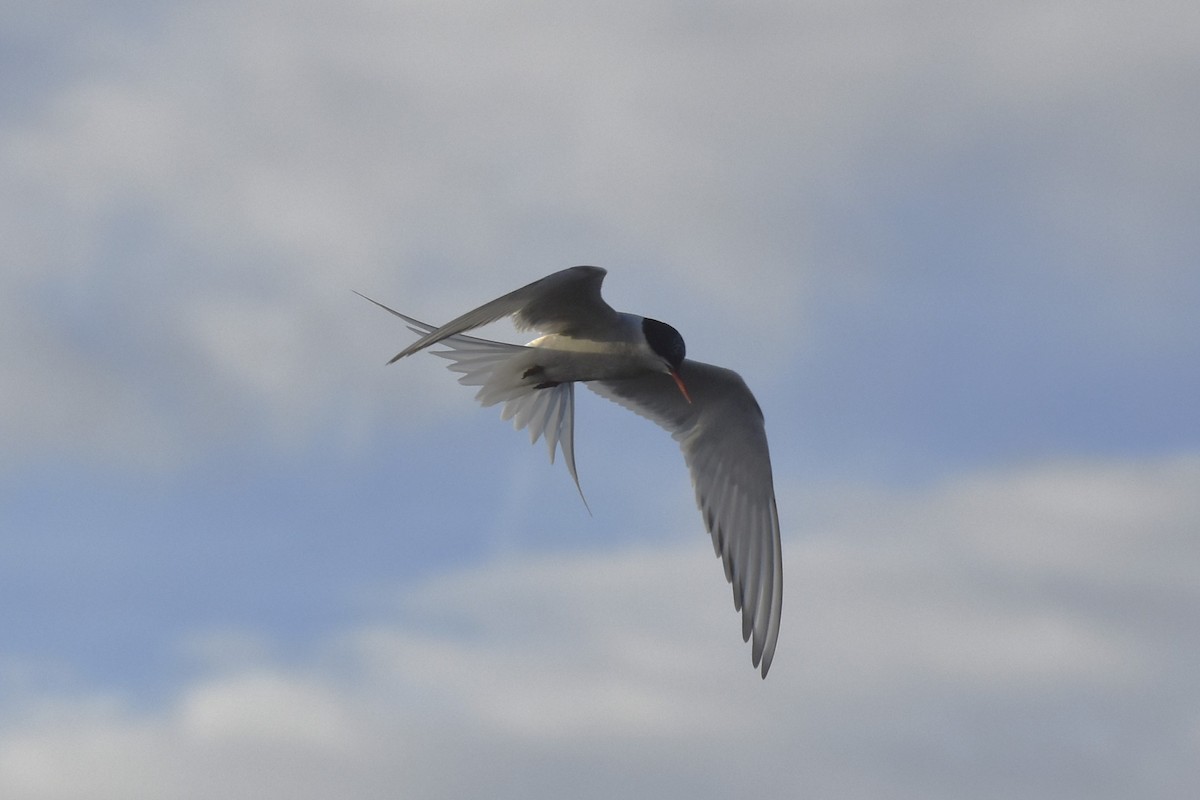Arctic Tern - ML644670148