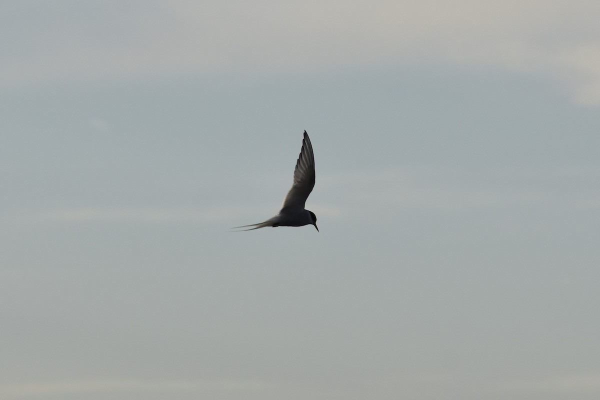 Arctic Tern - ML644670149