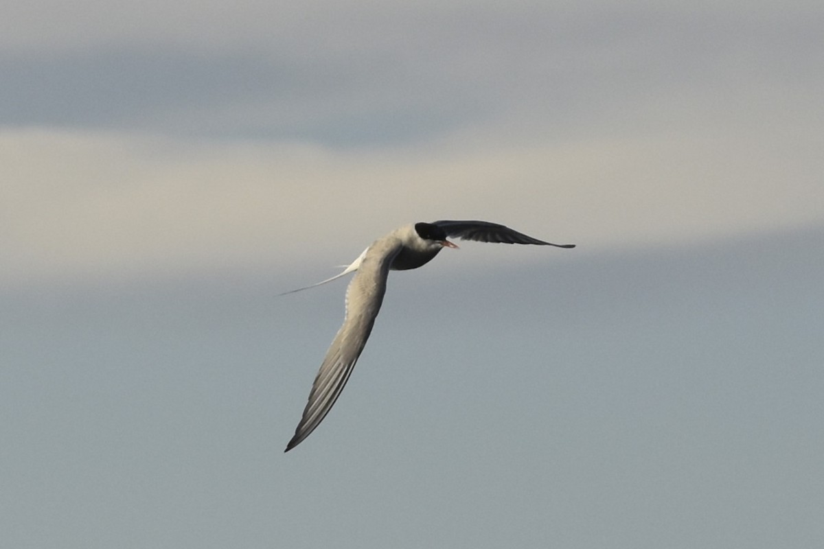 Arctic Tern - ML644670150