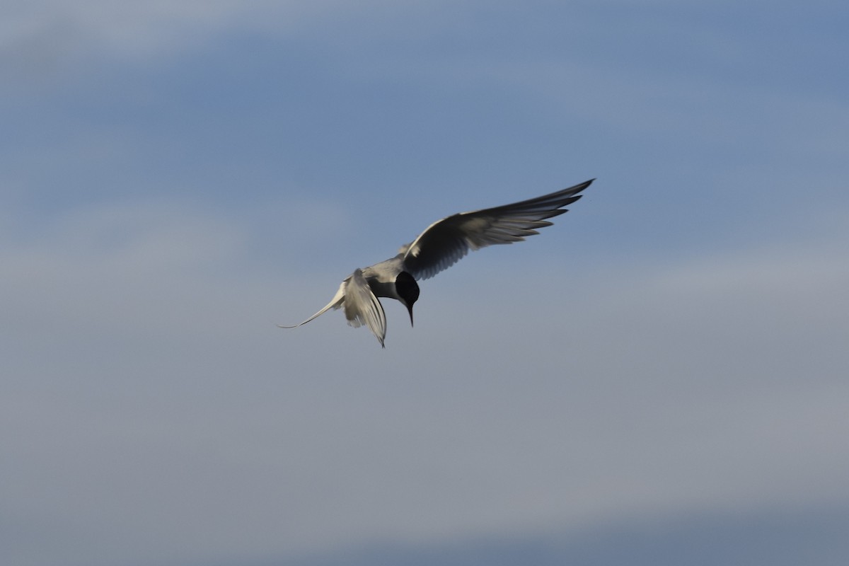 Arctic Tern - ML644670153