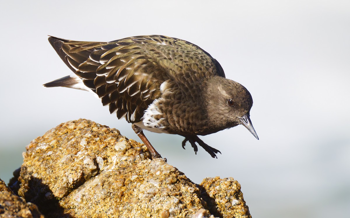 Black Turnstone - ML644670164