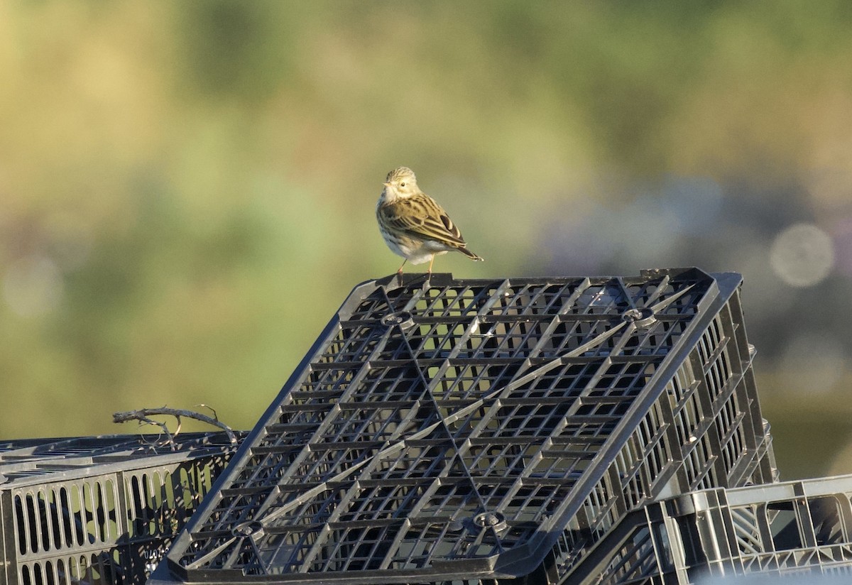 Pipit farlouse - ML644670178