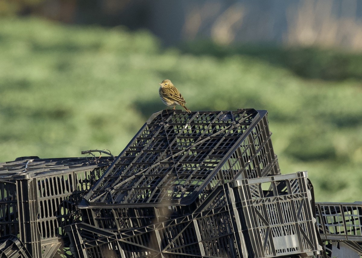 Pipit farlouse - ML644670179