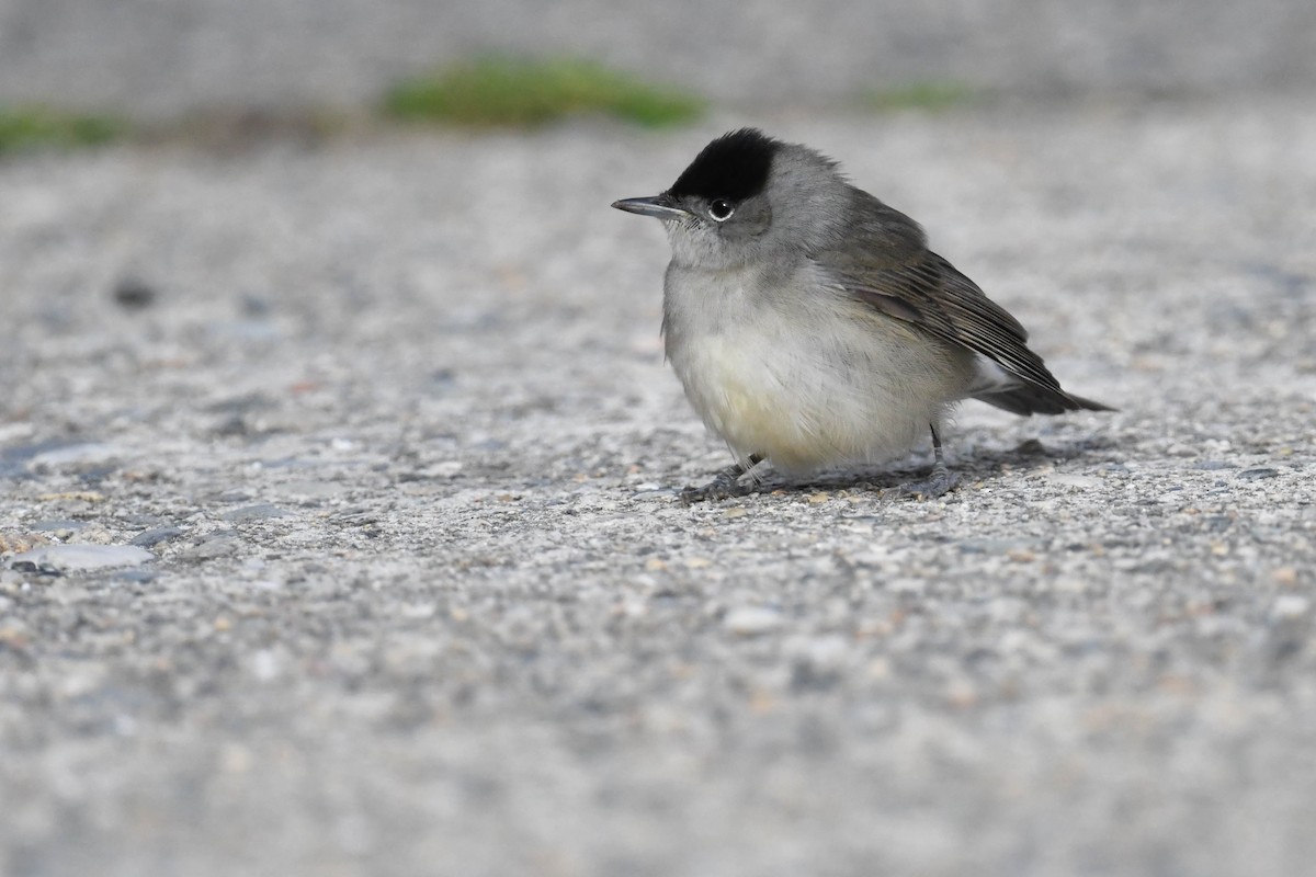 Txinbo kaskabeltza - ML644670180