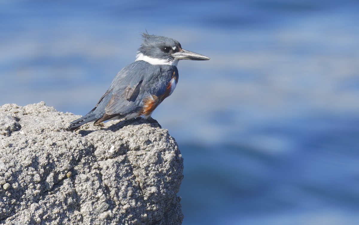 שלדג אמריקני - ML644670181