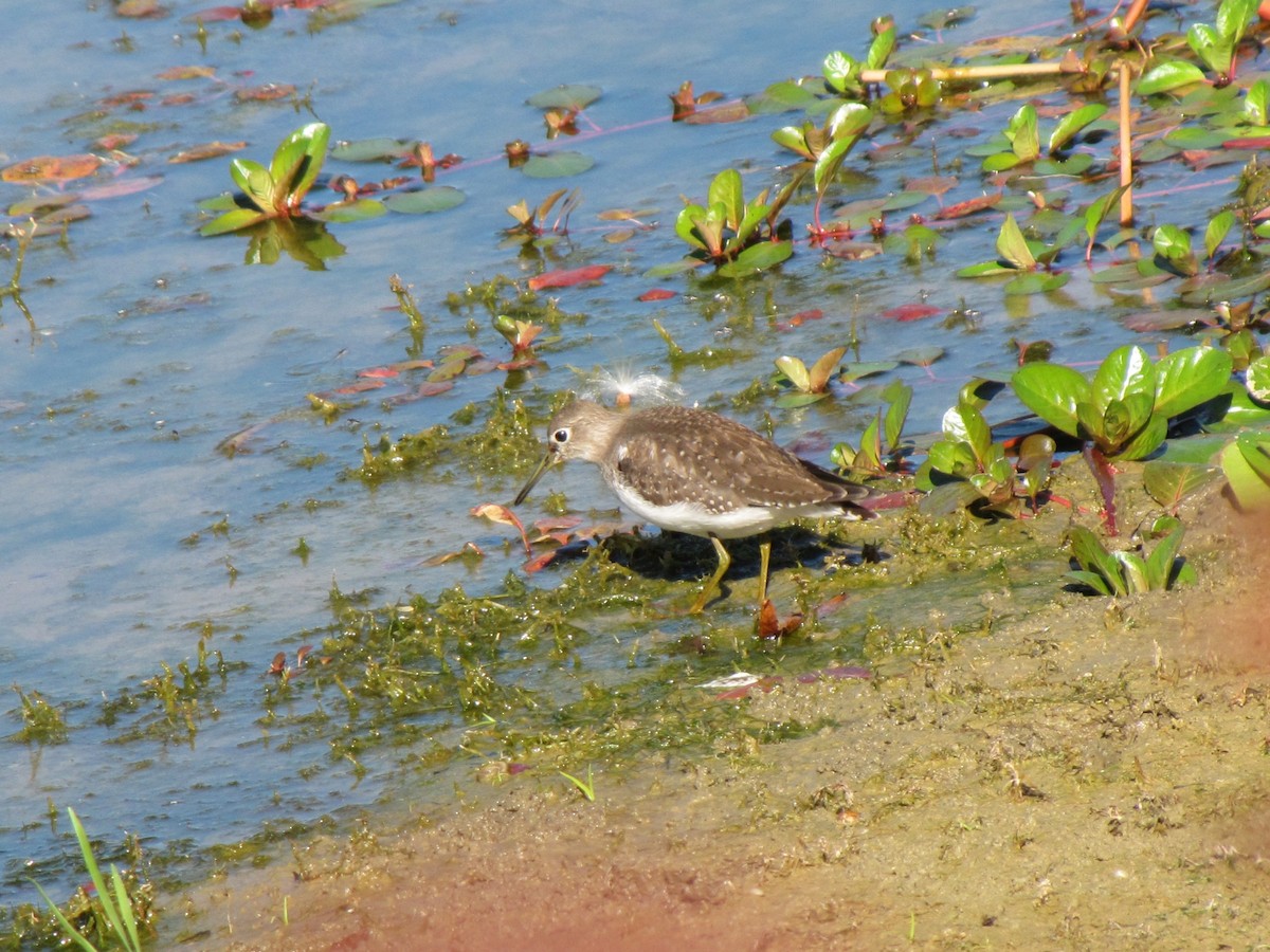 Solitary Sandpiper - ML644670182