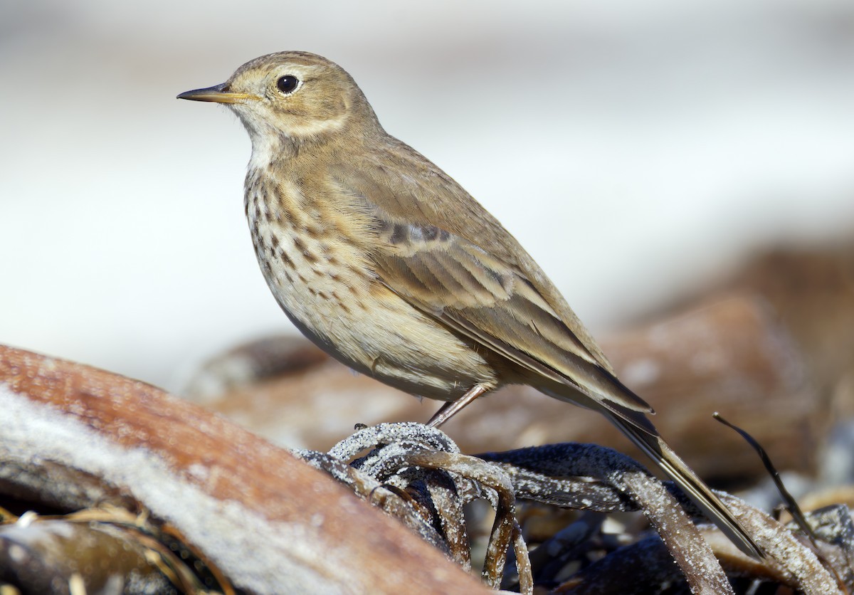American Pipit - ML644670189