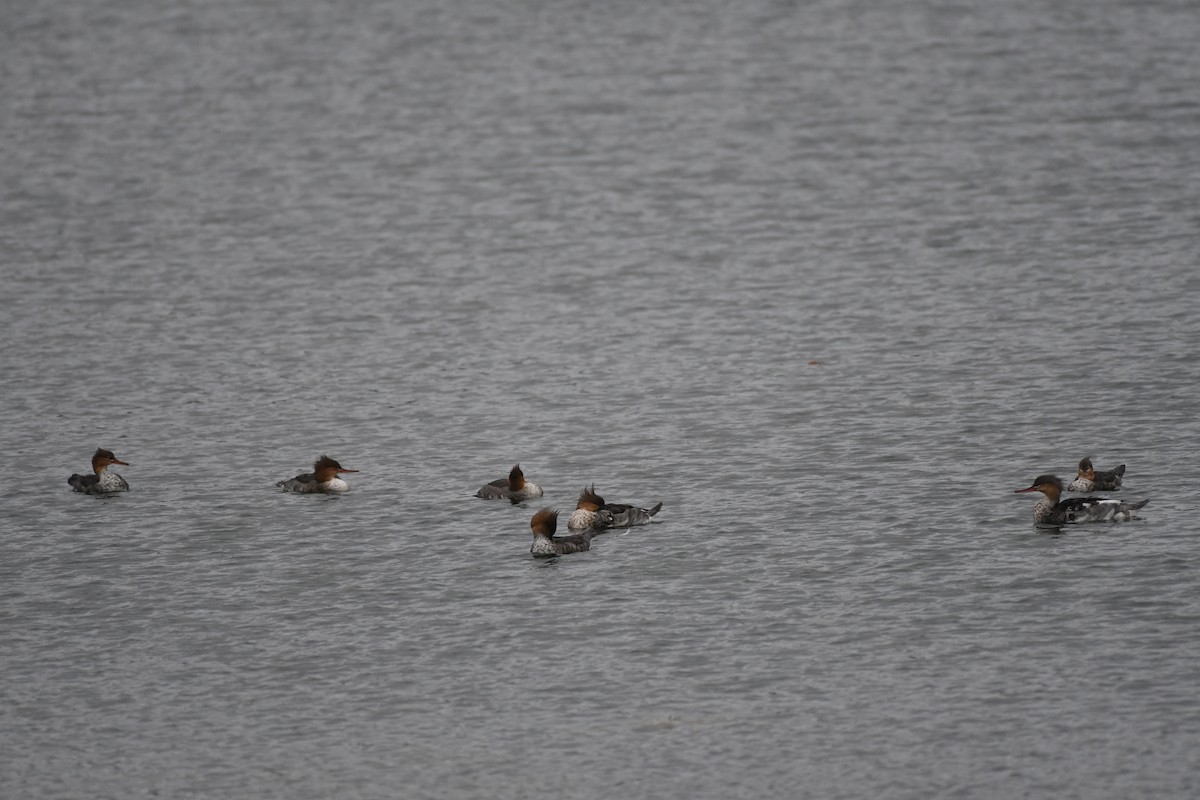 Сэвгэр бохио - ML644670190