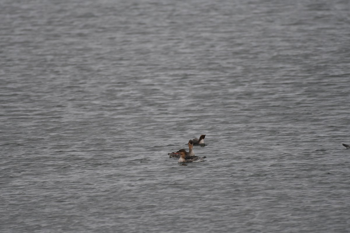 Сэвгэр бохио - ML644670191