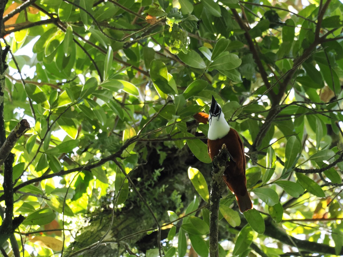 Three-wattled Bellbird - ML644670192