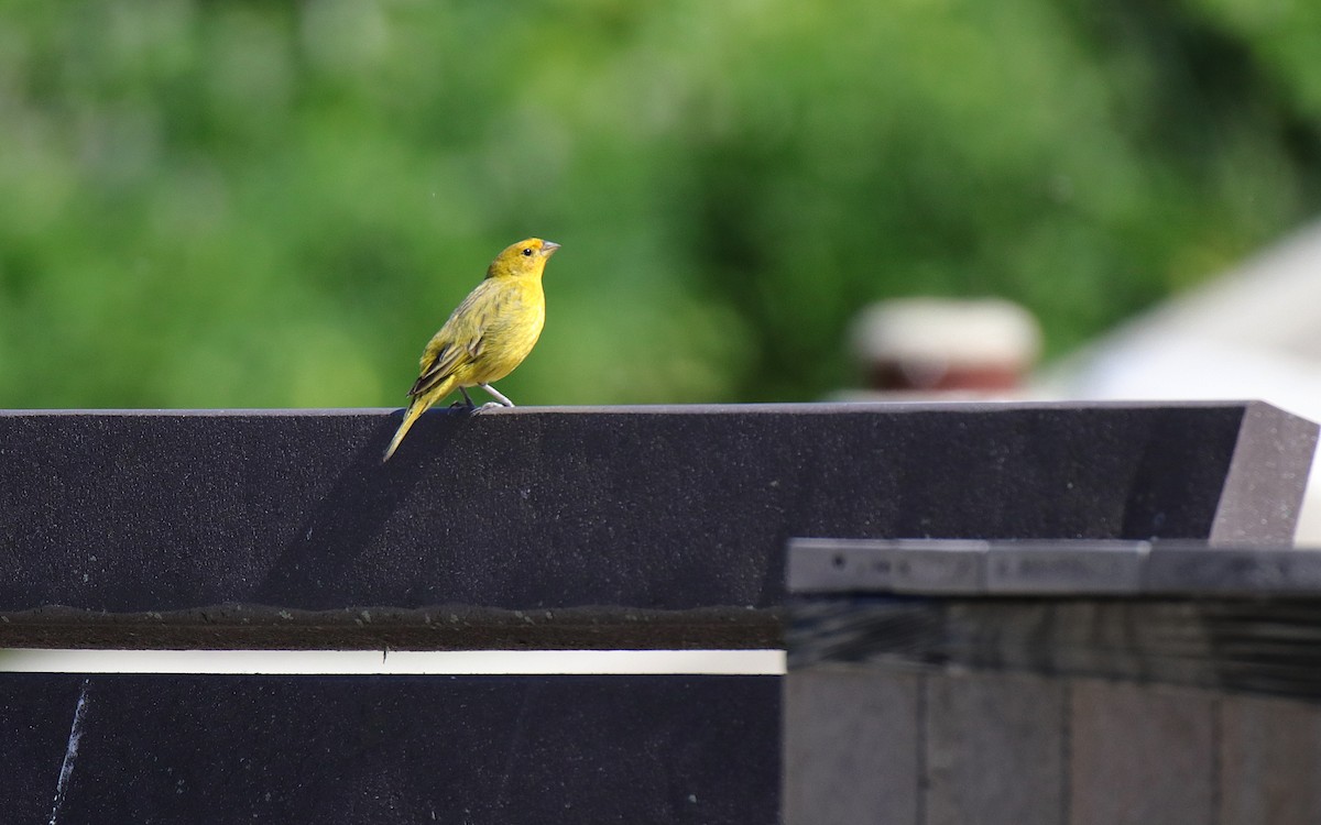 Saffron Finch - ML644670194