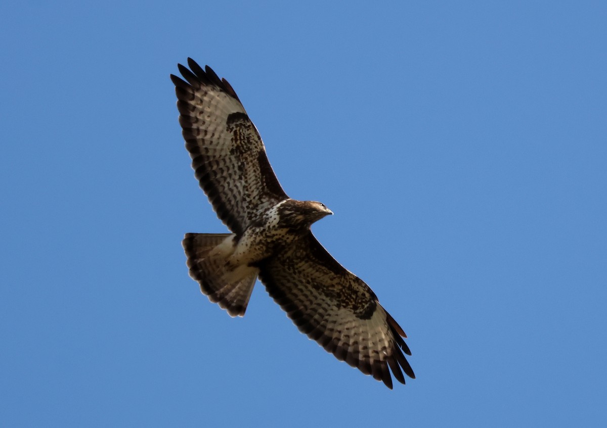 Buse variable - ML644670201