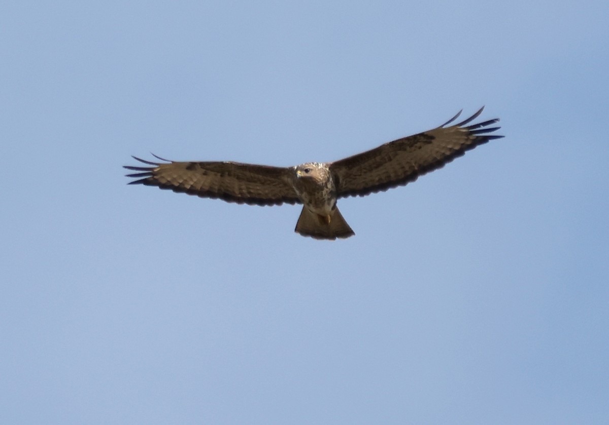 Buse variable - ML644670202