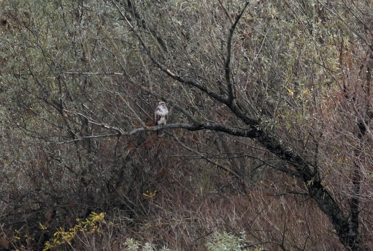 Buse variable - ML644670203