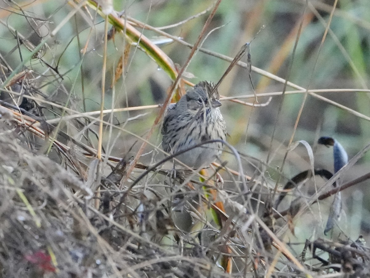 gråbrynspurv - ML644670206