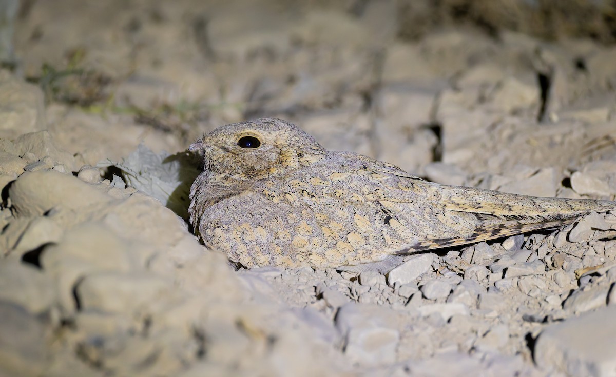 Succiacapre isabellino - ML644670217