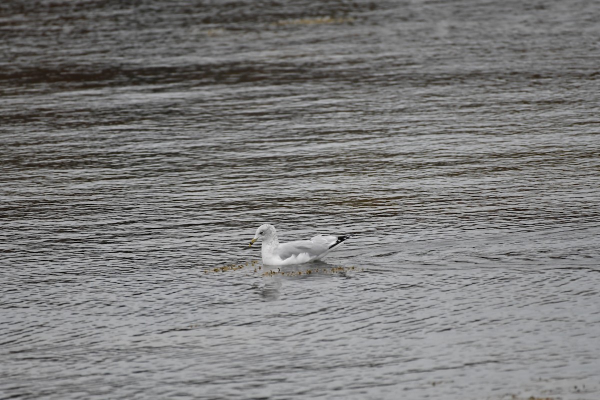 Ring-billed Gull - ML644670218