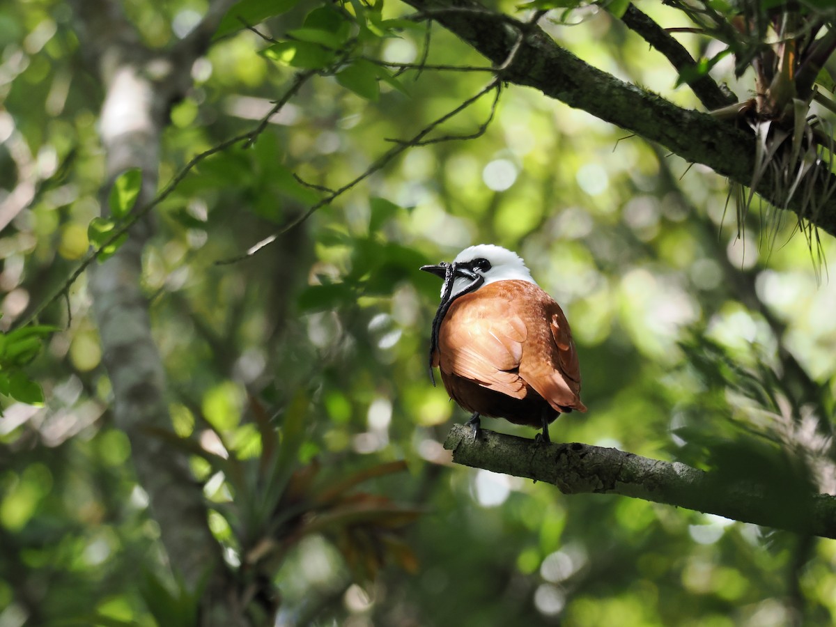 Three-wattled Bellbird - ML644670220