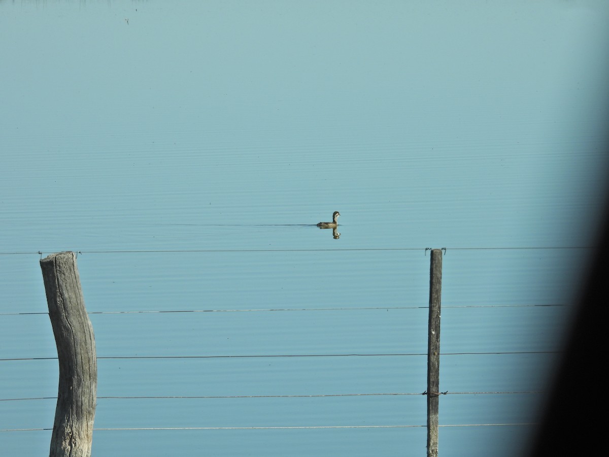 Silvery Grebe - ML644670222