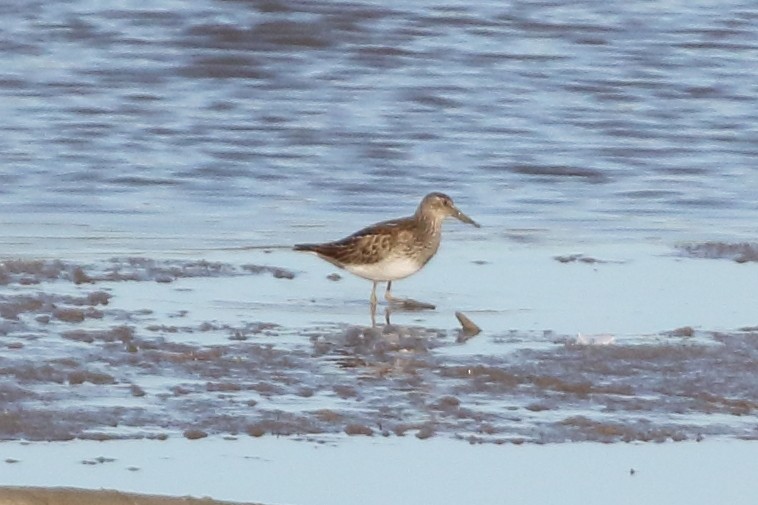 美洲尖尾濱鷸 - ML644670229