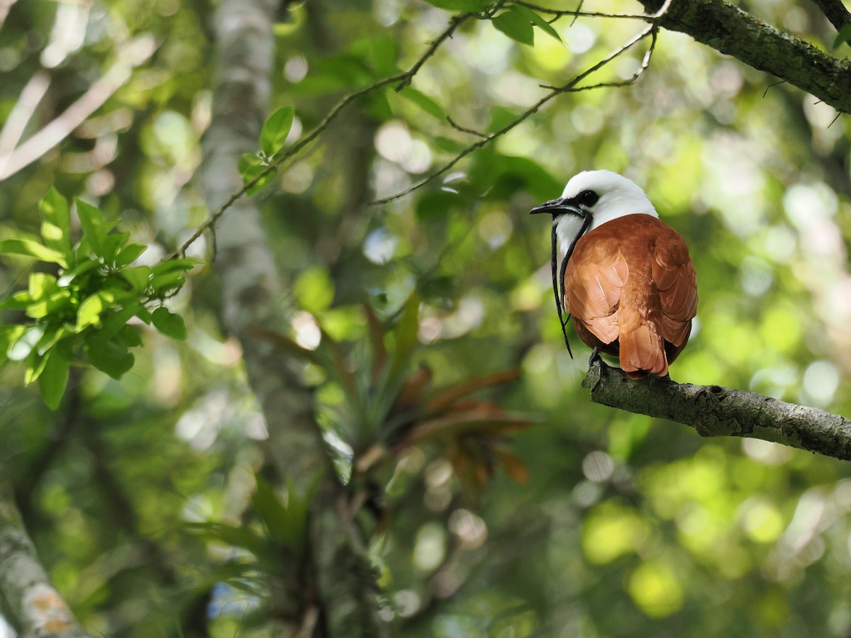 Three-wattled Bellbird - ML644670230