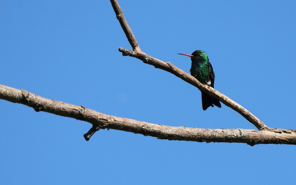 Glittering-bellied Emerald - ML644670238
