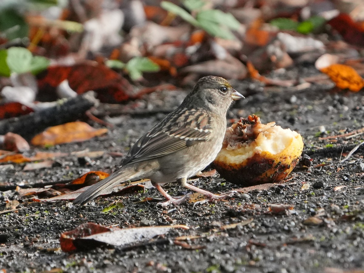 Golden-crowned Sparrow - ML644670244