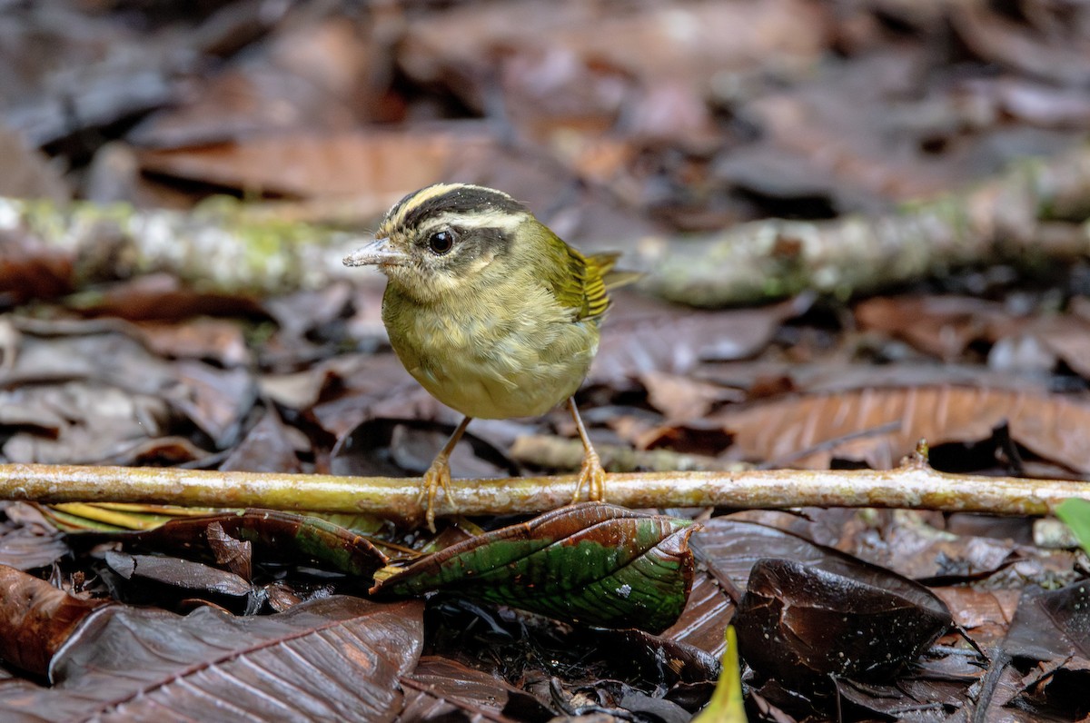 Three-striped Warbler - ML644670246