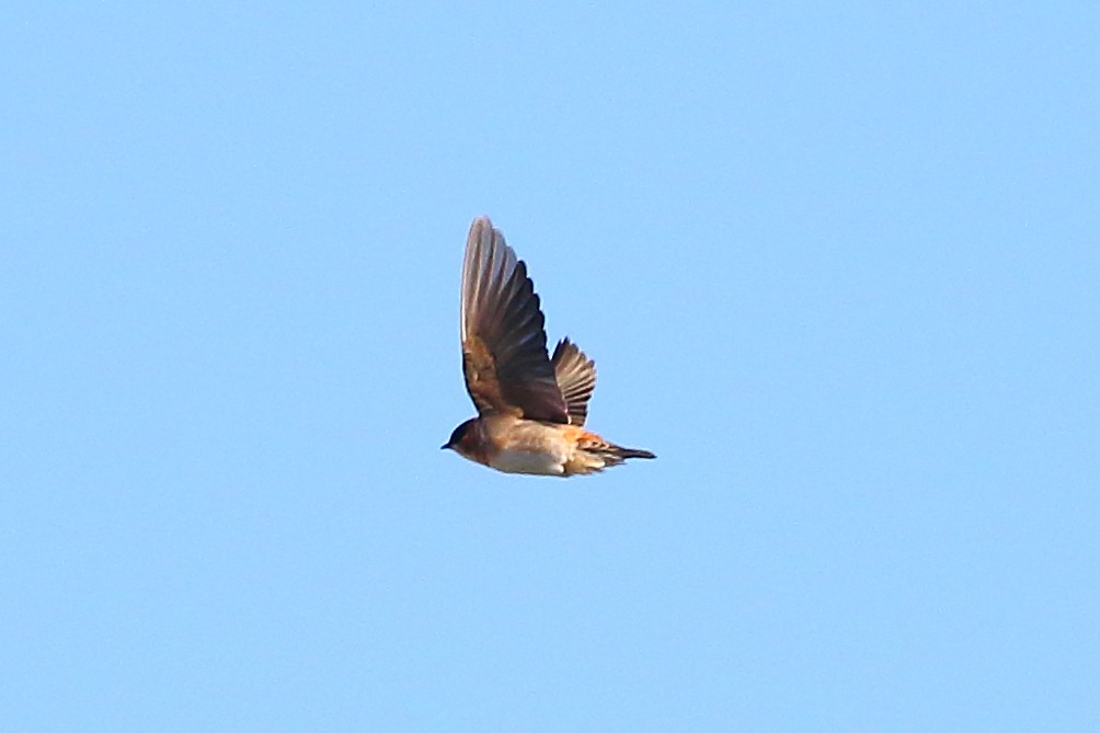 Cave Swallow - ML644670255