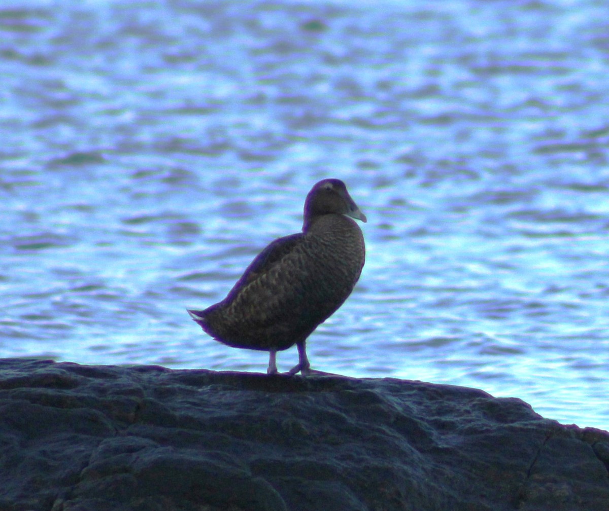 kajka mořská - ML644670258