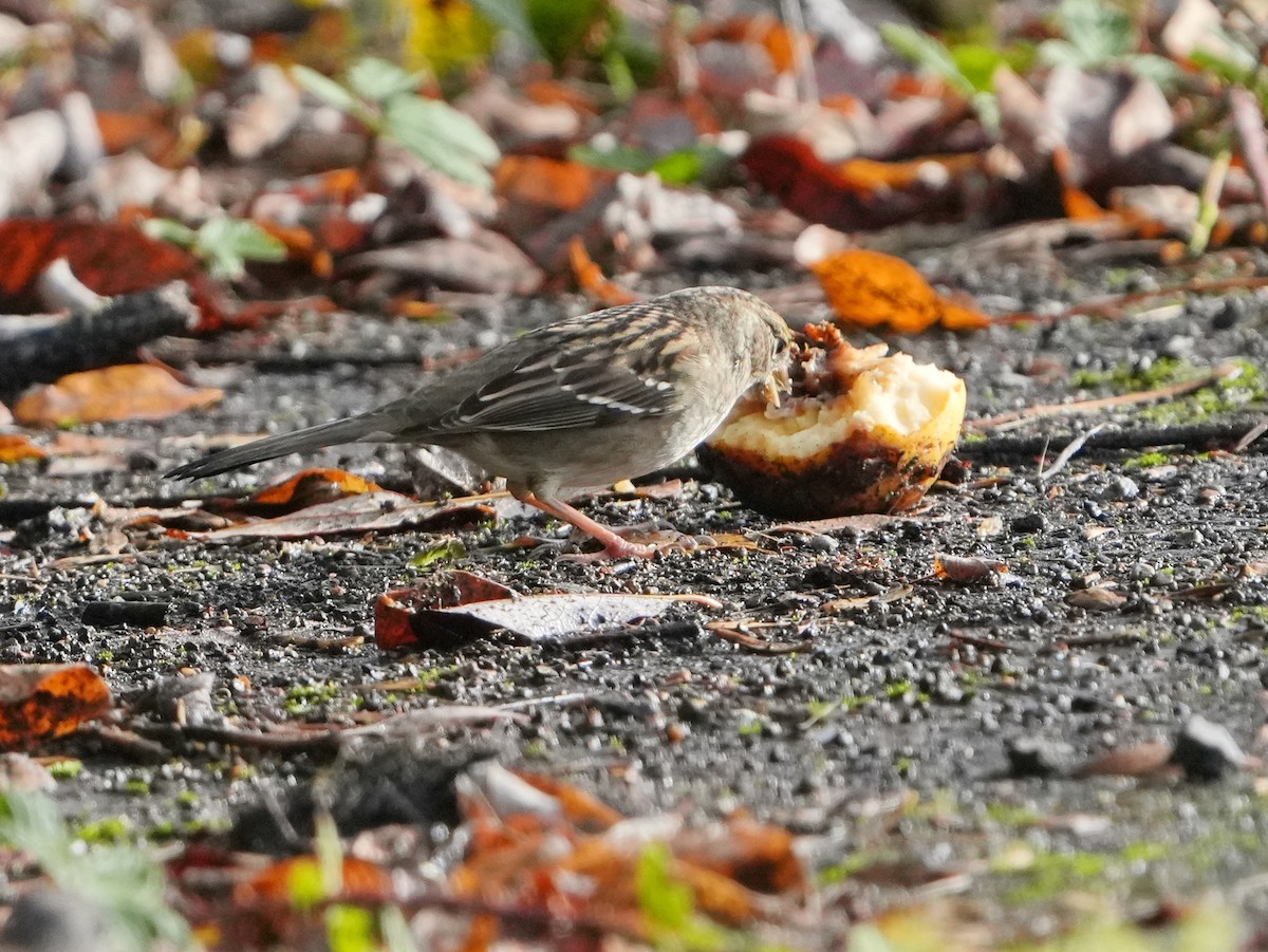 Golden-crowned Sparrow - ML644670259