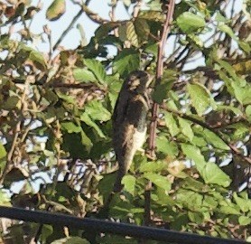 Torcol fourmilier - ML644670261