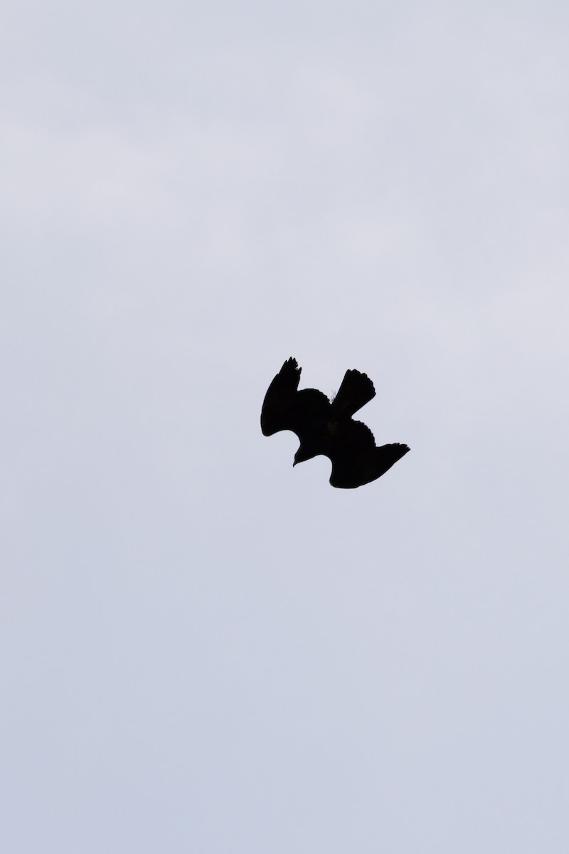 Golden Eagle - ML644670265