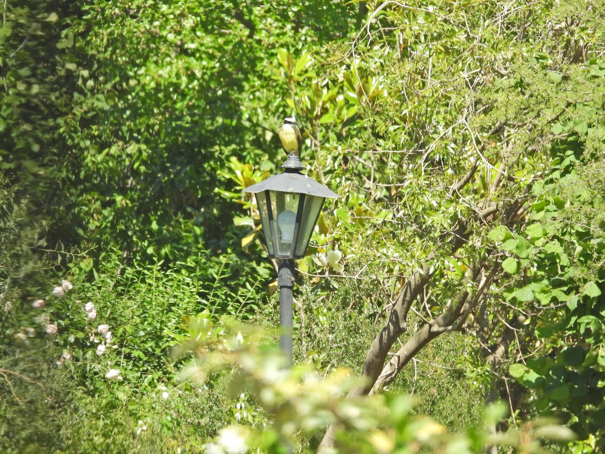 Great Kiskadee - ML644670267