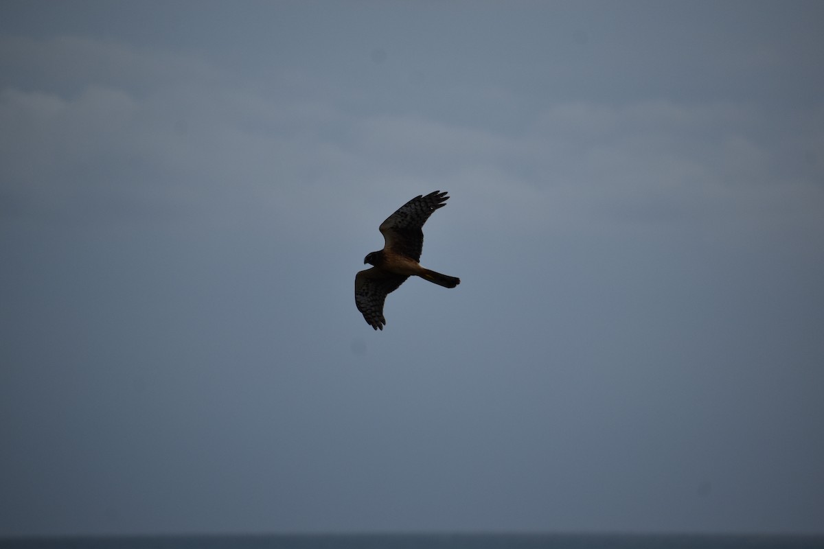 Busard des marais - ML644670274