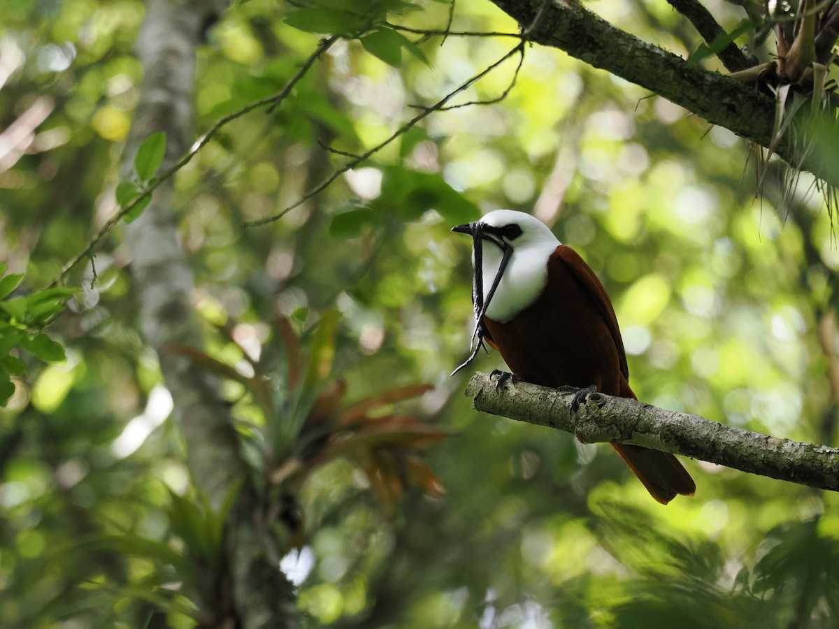 Three-wattled Bellbird - ML644670275
