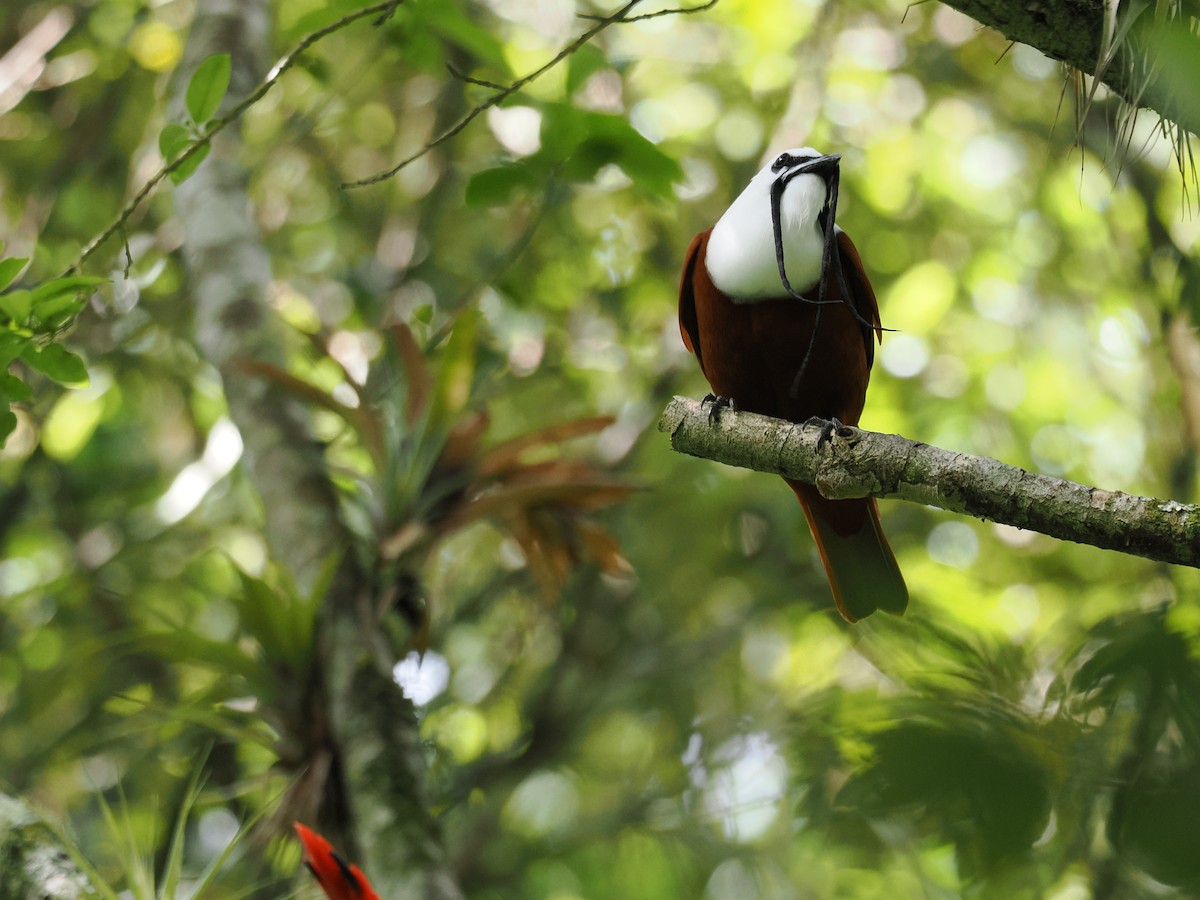 Three-wattled Bellbird - ML644670276
