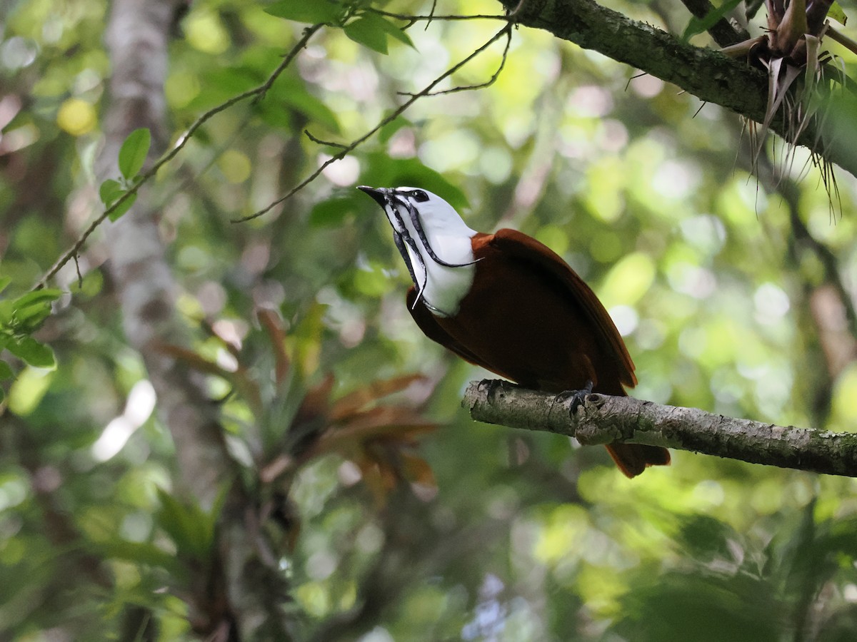 Three-wattled Bellbird - ML644670277
